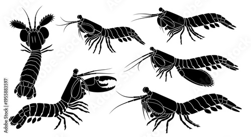 Set of Mantis Shrimp Silhouettes, Marine Crustacean Vector Illustrations
