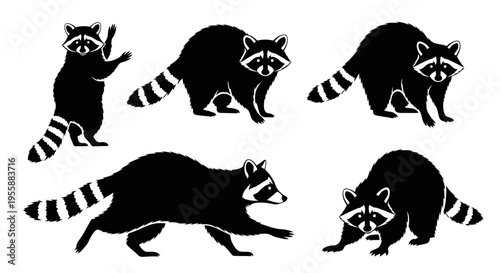 Set of Raccoon Silhouettes in Various Poses, Vector Graphics