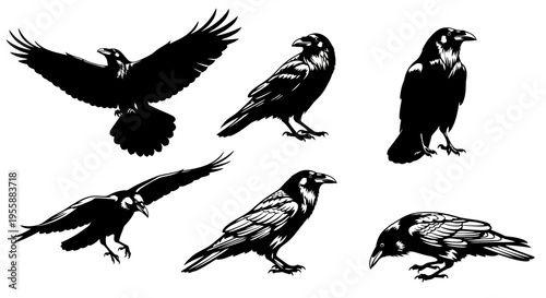 Set of Raven Silhouettes: Flying, Perched, and Foraging Birds