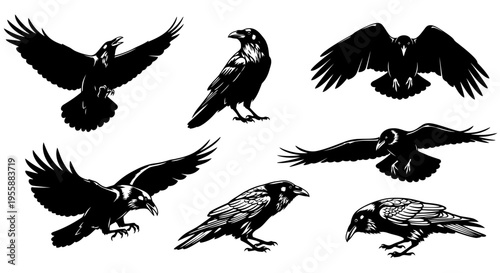 Set of Raven Silhouettes in Various Poses - Flying, Perched, and Walking