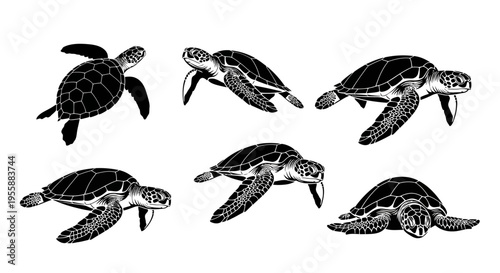 Set of Sea Turtle Illustrations, Black and White Vector Graphics
