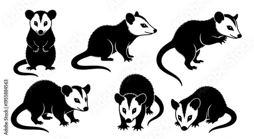 Set of Opossum Silhouettes in Various Poses: Standing, Walking, Crawling, and Sitting