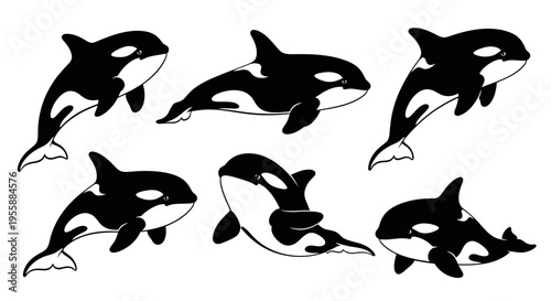 Set of Orca Whales Illustration, Killer Whale Pod, Marine Mammal Vector Art