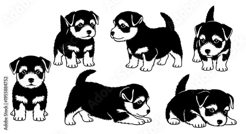 Set of Six Adorable Black and White Jack Russell Terrier Puppies Poses