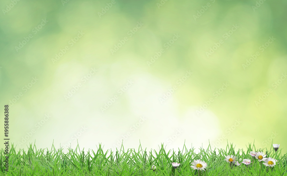 Naklejka premium Bright daisy flowers and lush green grass growing outdoors. Spring season