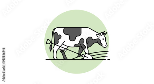 Cow being led by a person.