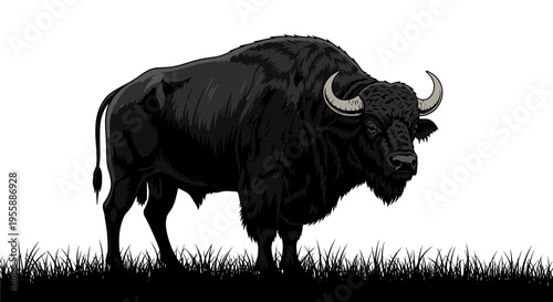 Large black bull standing in grass.