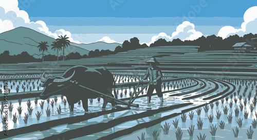 Man and oxen in rice field.