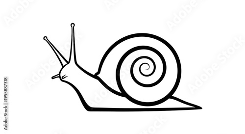Snail shell animal slow moving creature.