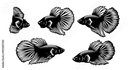 Set of Siamese Fighting Fish (Betta splendens) illustrations in black and white, isolated on white background.