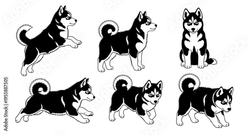 Set of Siberian Husky Poses: Jumping, Standing, Sitting, Running, Walking, Crawling