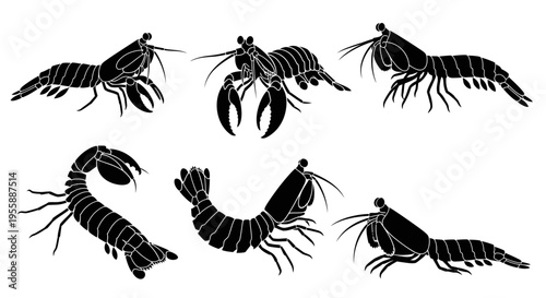 Set of Silhouette Mantis Shrimp Illustrations: Various Poses and Angles
