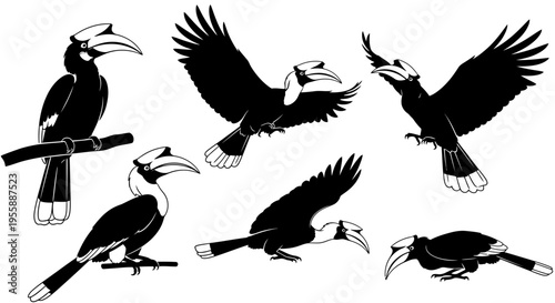 Set of Silhouettes of Hornbills in Various Poses: Flying, Perching, Walking