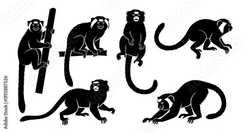 Set of silhouettes of marmosets in various poses, black and white illustration