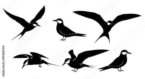 Set of Silhouettes of Terns in Flight and Perched, Black and White