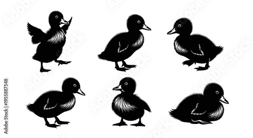 Set of Six Adorable Black Ducklings in Various Poses, Isolated on White Background