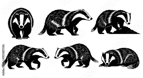 Set of six black and white illustrations of badgers in various poses, isolated on white background.