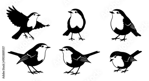 Set of Six Black and White Robin Birds in Different Poses, Vector Illustration