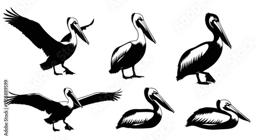 Set of Six Black and White Silhouette Illustrations of Pelicans in Various Poses