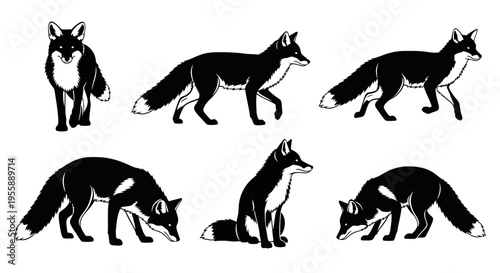 Set of Six Black Foxes in Different Poses, Vector Illustration