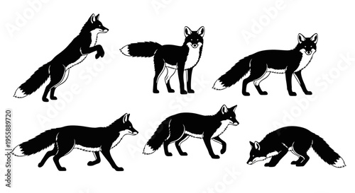Set of Six Black Foxes in Various Poses, Vector Illustration