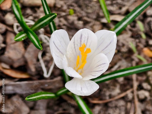 Delicate crocus blossoms in early spring. White crocuses with golden stamens and fresh foliage emerge