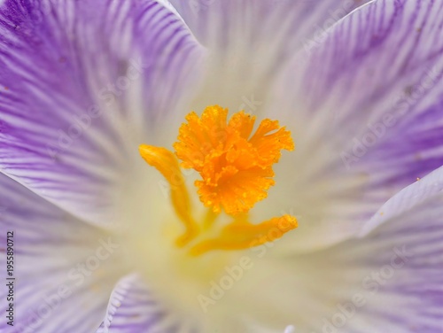 Highresolution macro photograph showcasing intricate structure and vivid hues of blooming crocus flower