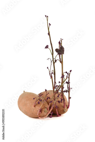 A group of sweet potato tubers with long, upright shoots and small leaves.
