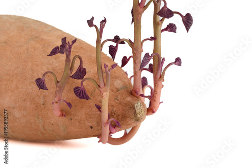 Close-up of purple sprouts growing from a sweet potato tuber.