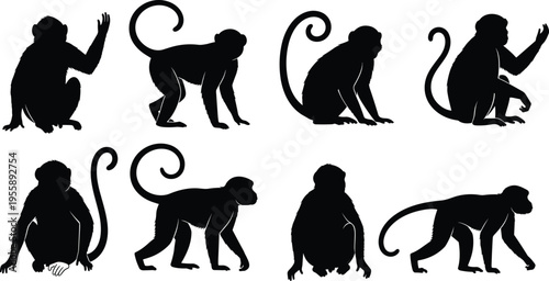 Monkey silhouette behavior set. Primate sitting, waving, crouching and walking poses. Curled tail jungle monkey wildlife vector illustration pack.