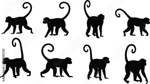 Curly tail monkey silhouettes. Primate walking poses collection from different angles. Jungle wildlife monkey animal vector illustration set.