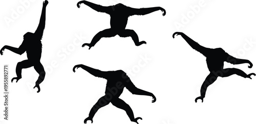Siamang gibbon silhouette set with swinging and jumping poses. Agile arboreal primate wildlife vector illustration collection.