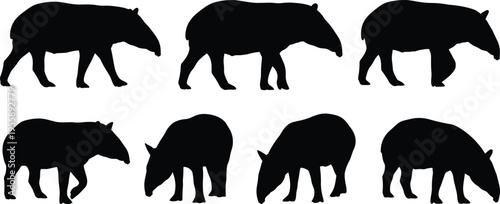 Tapir silhouette set. Tropical forest mammal grazing and walking poses. Exotic jungle wildlife animal vector illustration collection.