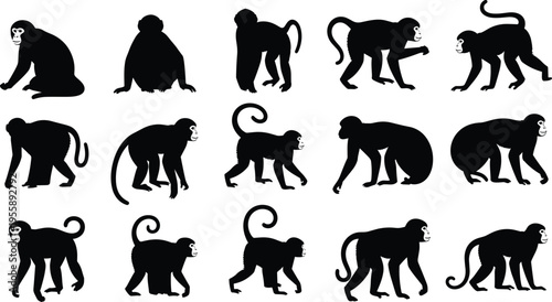 Photography Monkey silhouette collection