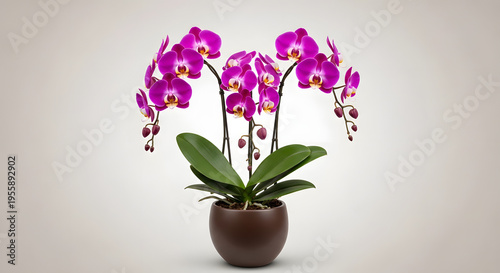 A potted plant with purple flowers