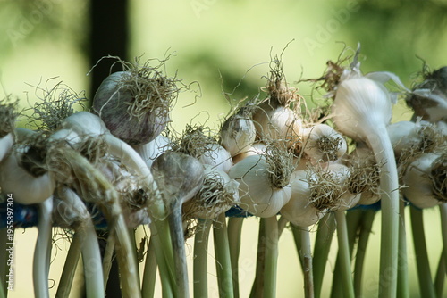 Garlic Braids Basking in the Summer Sun