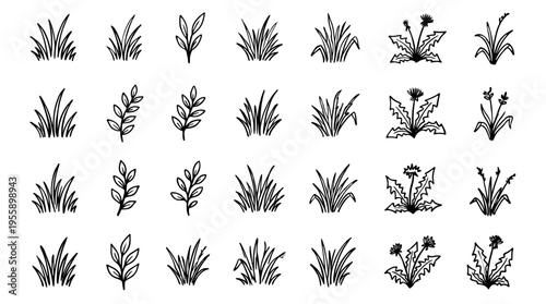 Collection of hand-drawn botanical illustrations of various grasses and leafy sprigs, presented in a clean, minimalist style