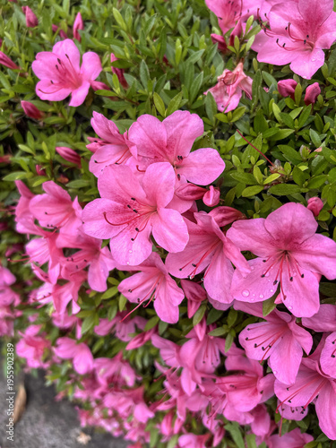 Pink azalea flowers close up in natural garden, soft spring floral background