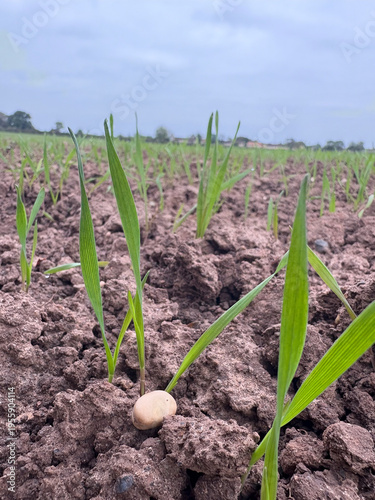 Freshly emerged wheat plants undersown with beans, growing in a field in North Yorkshire, England, United Kingdom