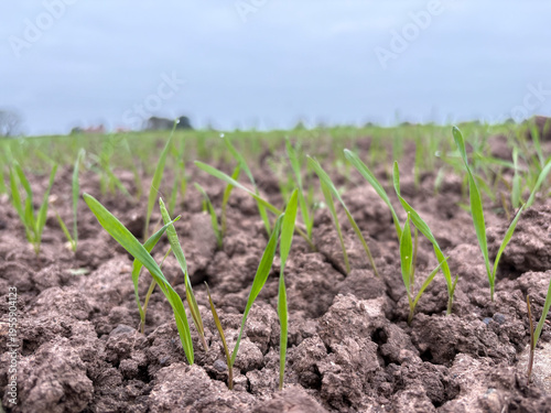 Freshly emerged wheat plants growing in a field in North Yorkshire, England, United Kingdom
