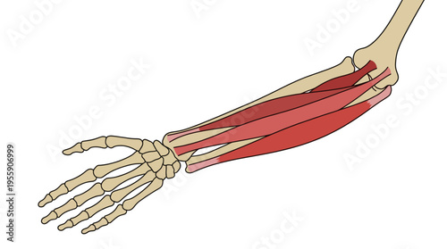 A detailed anatomical illustration of a human arm highlighting the skeleton and surrounding muscles, providing a clear understanding of human anatomy for educational purposes.