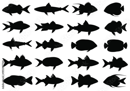 A collection of diverse fish silhouettes, showcasing various shapes and fin structures for identification
