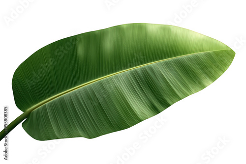 Banana leaf capturing botanical beauty and exotic appeal. Lush green foliage element for design, health, and nature themes. Transparent background