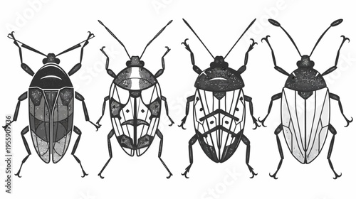 Four patterned seed bugs sit side-by-side, legs and antennae extended, on a white background