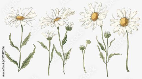 Watercolor illustration of several blooming daisies, buds, and stems on white