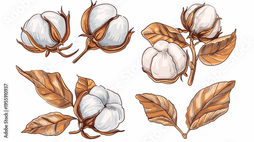 Watercolor drawing of cotton boll and leaves, on a white background