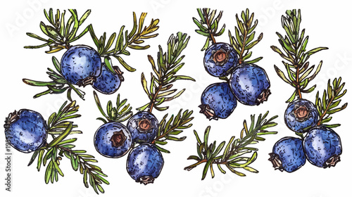 Watercolor illustration of juniper branches with ripe blue berries on white background