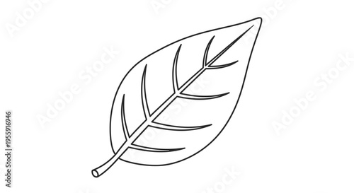 Simple Outline Drawing of a Single Leaf with Veins, Isolated on White Background