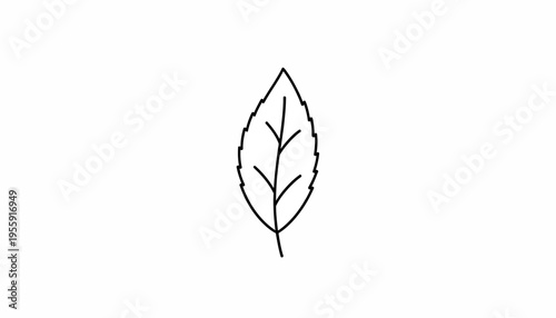 Simple Outline Drawing of a Single Leaf with Veins on White Background