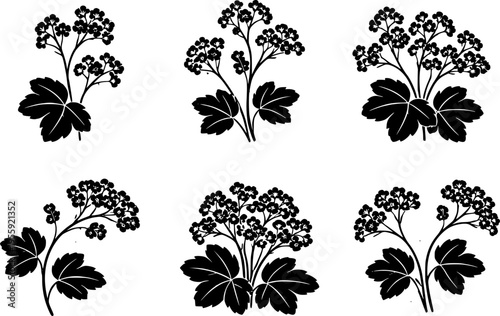 6 Premium Black Alchemilla Flowers Icons. Botanical Graphic Elements. Design Element. Clip art. Suitable for artwork design. Editable for any design.